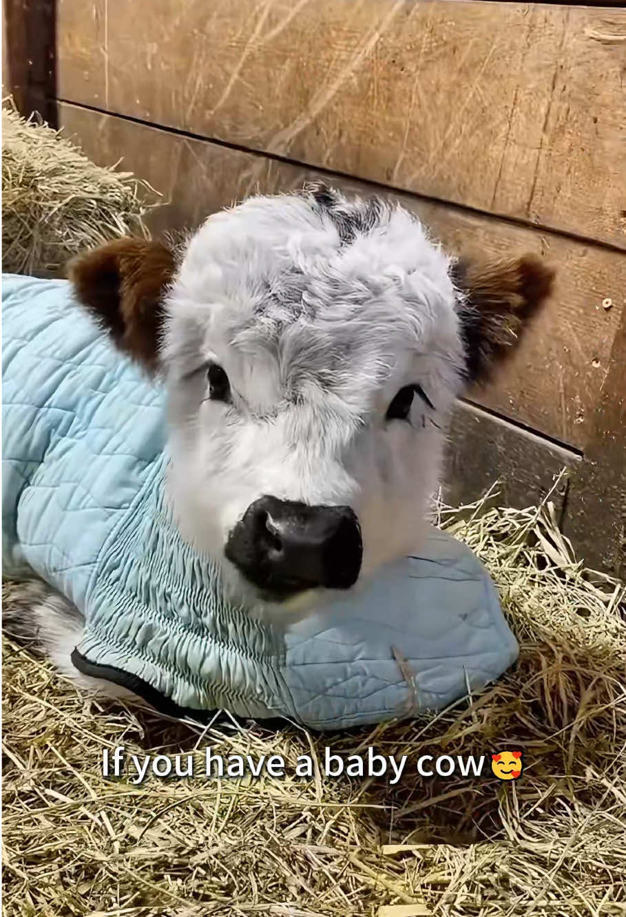 Cute mini cow.❤#cutecow#cow #usa#happy#foryou