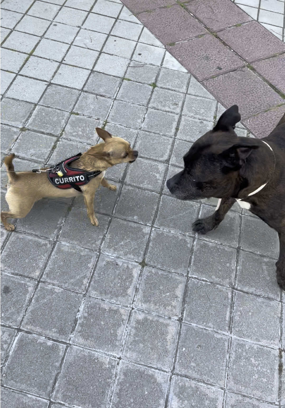 ¿Qué pasaría si esto fuera al revés o si Gru se defendiera cada vez que le pasan estas cosas? ¿Dónde estaría hoy mi perro?  #chihuahua #staffy #perros #dogs