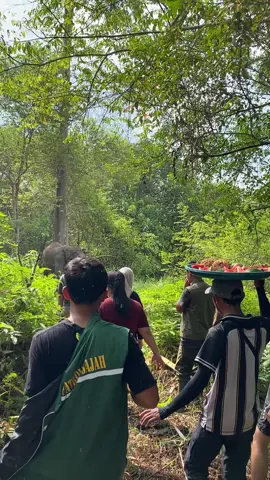 Dalam proses penyapihan (sapih) ini, salah satu langkah yang dilakukan oleh pak mahout adalah membatasi gerakan domang dengan cara memborgol kakinya, biasanya menggunakan rotan atau bahan yang aman. Berikut adalah alasan kenapa hal ini dilakukan: 🐘 Mencegah Cedera Diri Domang yang baru disapih bisa menjadi sangat gelisah, agresif, atau panik karena kehilangan kontak dengan Mama Ria. Domang bisa saja berlari, meronta, atau mencoba melarikan diri. Jika dibiarkan bebas, domang bisa menabrak benda keras, jatuh, atau melukai dirinya sendiri. Dengan pengikat (yang aman), gerakan domang dibatasi agar tidak membahayakan dirinya. 🐘 Menjaga Keselamatan Manusia Jika domang stres bisa saja domang agresif terhadap manusia di sekitarnya. Pengikatan membantu memastikan bahwa domang tetap terkendali, sehingga pak mahout tetap aman selama proses penyesuaian ini. 🐘 Membantu Proses Adaptasi Proses sapih bukan hanya soal memisahkan anak dari induknya, tetapi juga bagian awal dari proses pelatihan. Dengan membatasi gerakan, domang mulai belajar untuk tenang dan terbiasa dengan kehadiran manusia serta arahan dasar dari pak mahout. 🐘 Menggunakan Bahan Aman untuk Menghindari Luka Rotan atau tali khusus dipilih karena fleksibel, kuat, tapi tidak melukai kulit kaki gajah yang sensitif. Penggunaan bahan ini dimaksudkan agar tidak menyebabkan luka atau stres fisik yang berlebihan. Sedikit edukasi hari ini ya onty angkel.. Karena banyak banget yang bertanya: Domang kakinya kok diikat? Kalau pakai itu apakah ga bikin luka? Kasian domangnya dibatasi geraknya.. Jadi semua ini untuk kebaikan domang ya onty angkel. Kalau untuk merawat dan kasih sayang, gausah diragukan lagi Pak mahout kita... Sudah seperti anak sendiri mah domang ini... 😊🐘🤏🏻