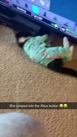 Funny cat #cat #cats #funny #funnyvideos #funnycats #fyp 