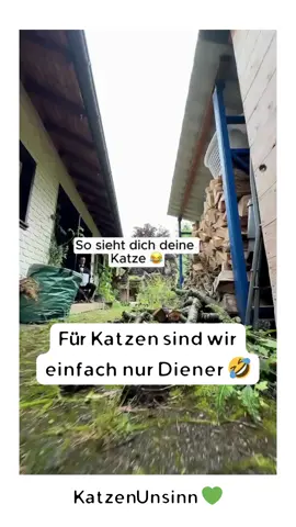 Für Katzen sind wir einfach nur Diener 🤣 #katzenvideos #katzenvideo #lustigekatzenvideos #katzenliebe #katzen #katze