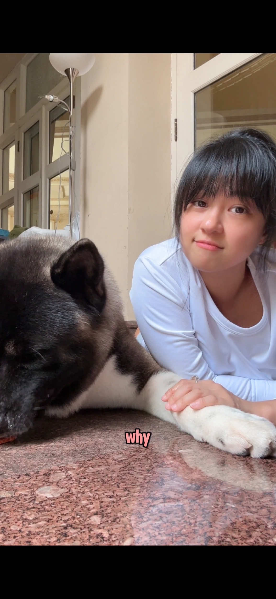 Main sama Vale tuh kayak.. I yang effort, dia yang vibes. Interaction? Not really his aesthetic sih. 🐕😄✨ • • • • • #akita #viral #trending #fyp #dog #foryou #baru #cute #pet #lucu #anjing #anabul 