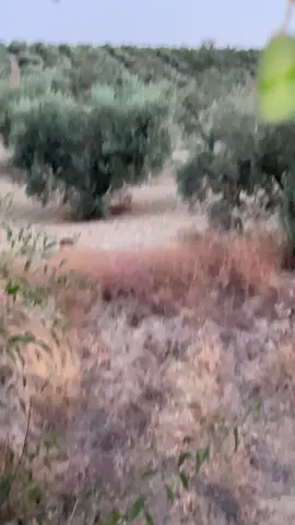 #zorro #campo #naturaleza #caza #fox 