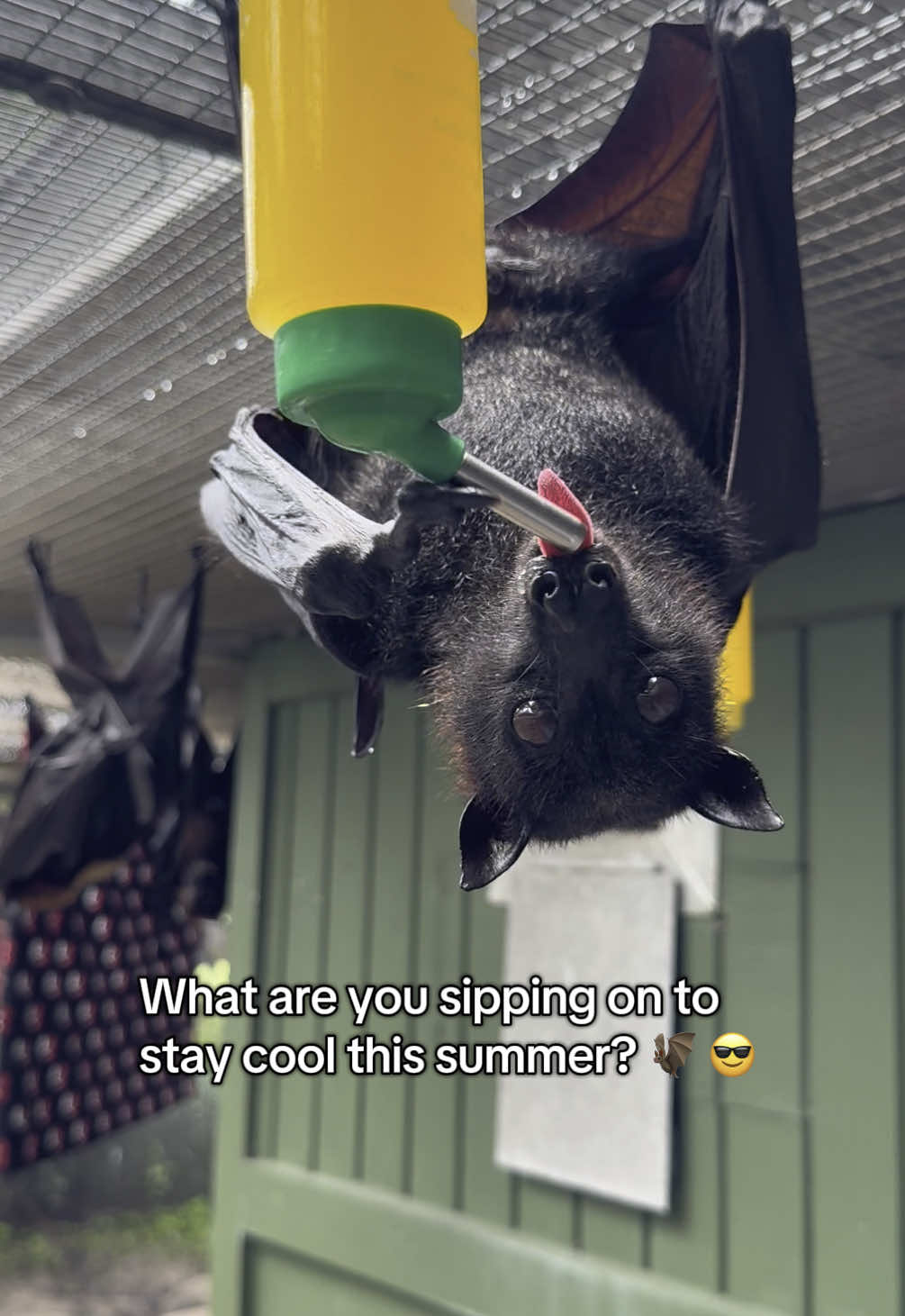 It’s Wishlist Wednesday, and the bats of Lubee are in need of juice! If you’d like to send some juice their way, check out the “Wishlist” 🔗 in our bi0! Thank you for your support. 🦇 🧃 #cute #fyp #bats #animals #nonprofit 