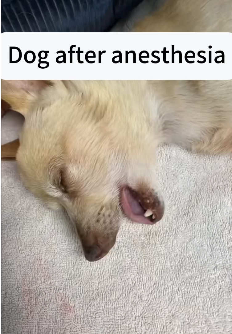 When your dog is high on Anesthesia🐶🤣#funnyvideo #tiktok #foryou #dog #funnydogs