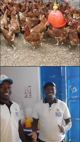 Have you been planning on getting an egg incubator and start your journey in profitable poultry farming? Well, now is the time to pull the trigger. This month of August, we here at Eco Kuku are having a massive offer on all our products. we want to give back and celebrate our customers, so take advantage of the remaining days and come shop any poultry farming equipment with us. We do deliveries countrywide! call us on 0710 905 696 you can also pay us a visit in Nairobi, along Outer-ring road Kariobangi next to Kiamaiko Bus stop (check our pinned posts for directions) Karibu sana! #offers #poultry #poultryfarming #ecokuku #august #eggincubator #kilimo #kenyantiktok🇰🇪 #fyp #poultryfarmingkenya