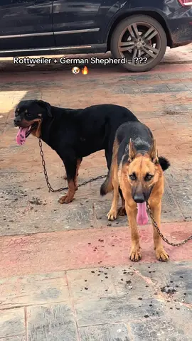 What breed could this little puppies be 🤓 #breed #germanshepherd #rottweiler 
