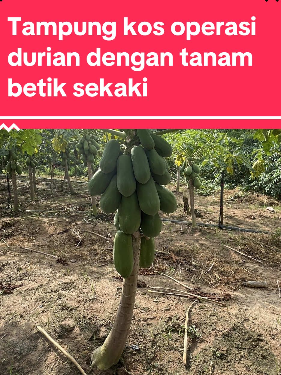 [Betik Sekaki – Tanaman Kontan Penampung Kos Ladang Durian] 🍈🌱 Dalam pengurusan ladang durian, kita semua tahu pokok durian mengambil masa bertahun-tahun sebelum mula berbuah. Jadi, strategi yang bijak adalah mengisi masa menunggu dengan tanaman kontan yang cepat dituai. Salah satu pilihan terbaik ialah betik sekaki. ✅ Cepat dituai – seawal umur 6 bulan selepas tanam, buah sudah boleh dipetik. ✅ Pasaran sentiasa ada – permintaan tinggi di pasar tani, pasar borong, dan pembeli terus. ✅ Penjagaan mudah – tidak memerlukan penjagaan serumit durian. ✅ Pendapatan tambahan – hasil jualan boleh digunakan untuk menampung kos operasi ladang durian seperti pembajaan, racun, dan upah pekerja. Dengan kombinasi tanaman durian dan betik sekaki, ladang bukan sahaja produktif, malah lebih stabil dari segi aliran tunai. Kita tidak hanya bergantung kepada satu sumber hasil. Nak berjaya dalam durian, bukan sekadar tanam pokok – tapi bijak uruskan masa dan sumber. ⸻ #DurianFarmMaster #BetikSekaki #TanamanKontan #IncomeLadang #DurianFarming #LadangDurian #PapayaMalaysia #DurianMalaysia #CashCrop #PertanianBijak #DurianCare #fyp #tiktokviral #tiktokmalaysia #tiktok 