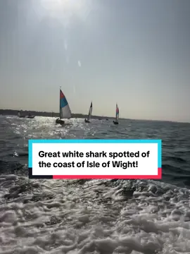 Great White shark spotted of the coast of the Isle of Wight 🦈🐶🤪#shark #funny #IsleOfWightVibes #jaws #deadly #puppylove #cockerspanielsoftiktok #fyp #sailing #puppylove #england #waitforit 