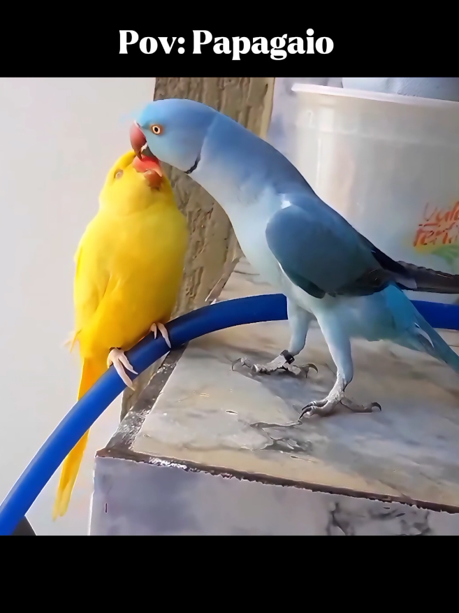 Esses papagaios são demais, eita bichinhos inteligentes kkk #CapCut #memecut #humortiktok #papagaio #papagaiofalante 