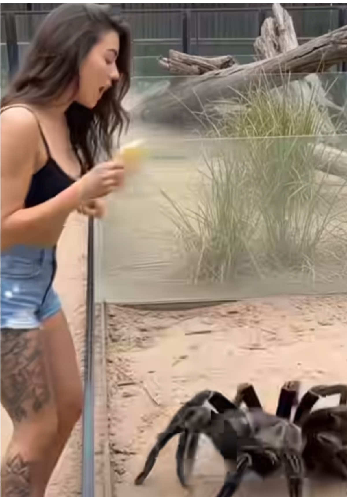 Tarantula Hugs #tarantula #ai #aigenerated #aivideo #spider 