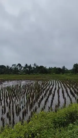 sore Hari setelah sawah di panen #lemburtasik #popsunda #suasanapedesaan #pedesaansunda #kabupatentasikmalaya 