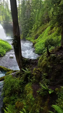 My favorite place to visit. Koosah Falls, McKenzie River, Oregon #myfavoriteplacetobe #creatorsearchinsights #Hiking #pacificnorthwest #waterfalls 
