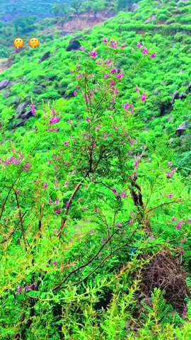#swat .biwte#💯📥❤️💋🤙👌🤲🌲🌳🌿🌹💐🏝️⛰️ 🪨🏔️⛰️🏔️##faryou #