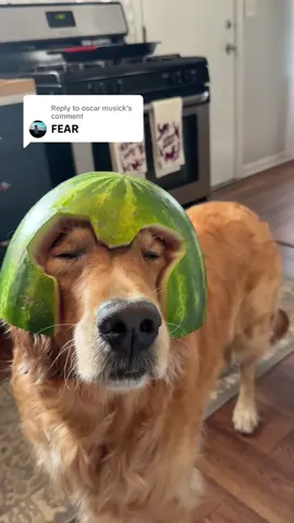 Replying to @oscar musick SHE WONT BE STOPPED!! #fyp #funny #goldenretriever #marvelrivals #marvel #magneto 