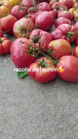 #2025 #potager#tomates 
