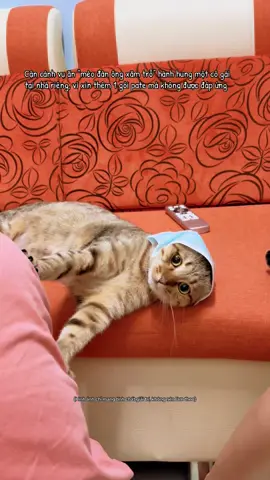 Zụ án xin pate không thành nên trở mặt của Mót Mót. #mót #mèo #meow 