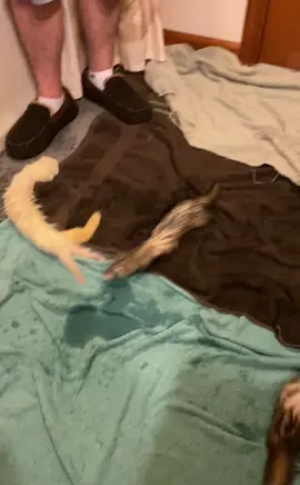 nice bondinng oatmeal bath = snakes #ferrets #ferretsoftiktok 