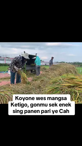Pantauan aktivitas panen padi di Kelurahan Tanggung, Kota Blitar pada Selasa (12/8/2025). #blitarfile #blitar24jam #beritaterkini #infoterkini #blitarpride 