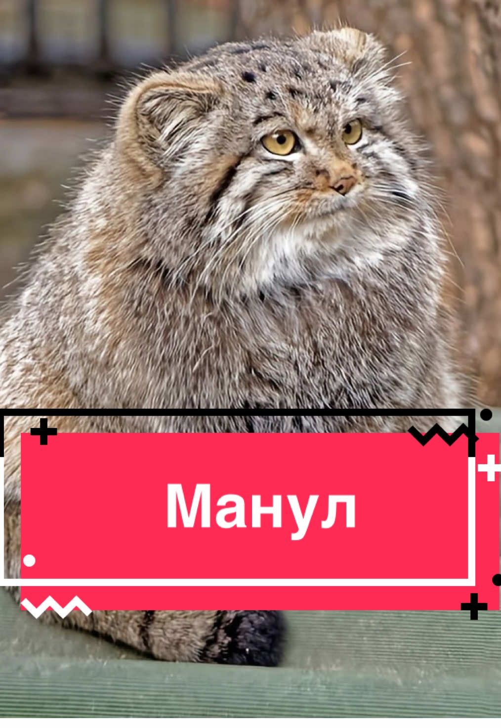 #манул #manul #wildcats #cat #вреки 