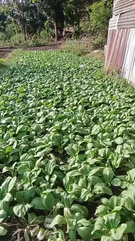 kebun sayur