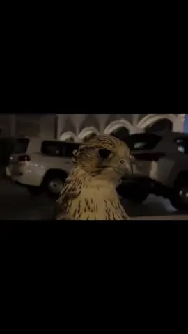 #عبدالرحمن_ال_نجم 