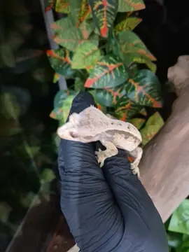 *🌟 Stunning Crested Geckos Now in Store! 🌟** We’ve just welcomed some absolutely gorgeous **crested geckos** to Roxy’s Pet Shop – and they’re ready to find their forever homes! 🦎💛 Whether you’re a seasoned reptile keeper or new to the hobby, these little beauties will steal your heart. Perfect temperaments, amazing colours, and full of personality! 📍 **Visit us at:** 204 High Street, Bloxwich, Walsall, WS3 3LA 📞 **Call us:** 01922 492521 Hurry – these stunners won’t be here for long! \#CrestedGecko #ReptileLovers #BloxwichPets #RoxysPetShop #NewArrivals