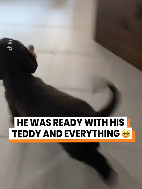 Never leave him AGAIN 😭 (@itsmimouche) #dogs #puppy #dogsoftiktok #dog #funnydog