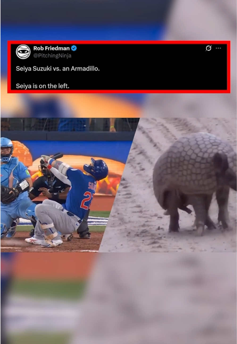 Seiya Suzuki vs. an Armadillo. Seiya is on the left. #pitchingninja #MLB 