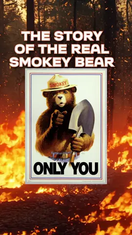 Since 1944, Smokey Bear has been reminding us: “Only YOU can prevent wildfires!” 🐻🔥 This is the fascinating story of the National Park Service’s beloved spokesbear. 🏞️🧸 #smokeybear #nationalpark #nationalparkservice #smokey #wildfires   