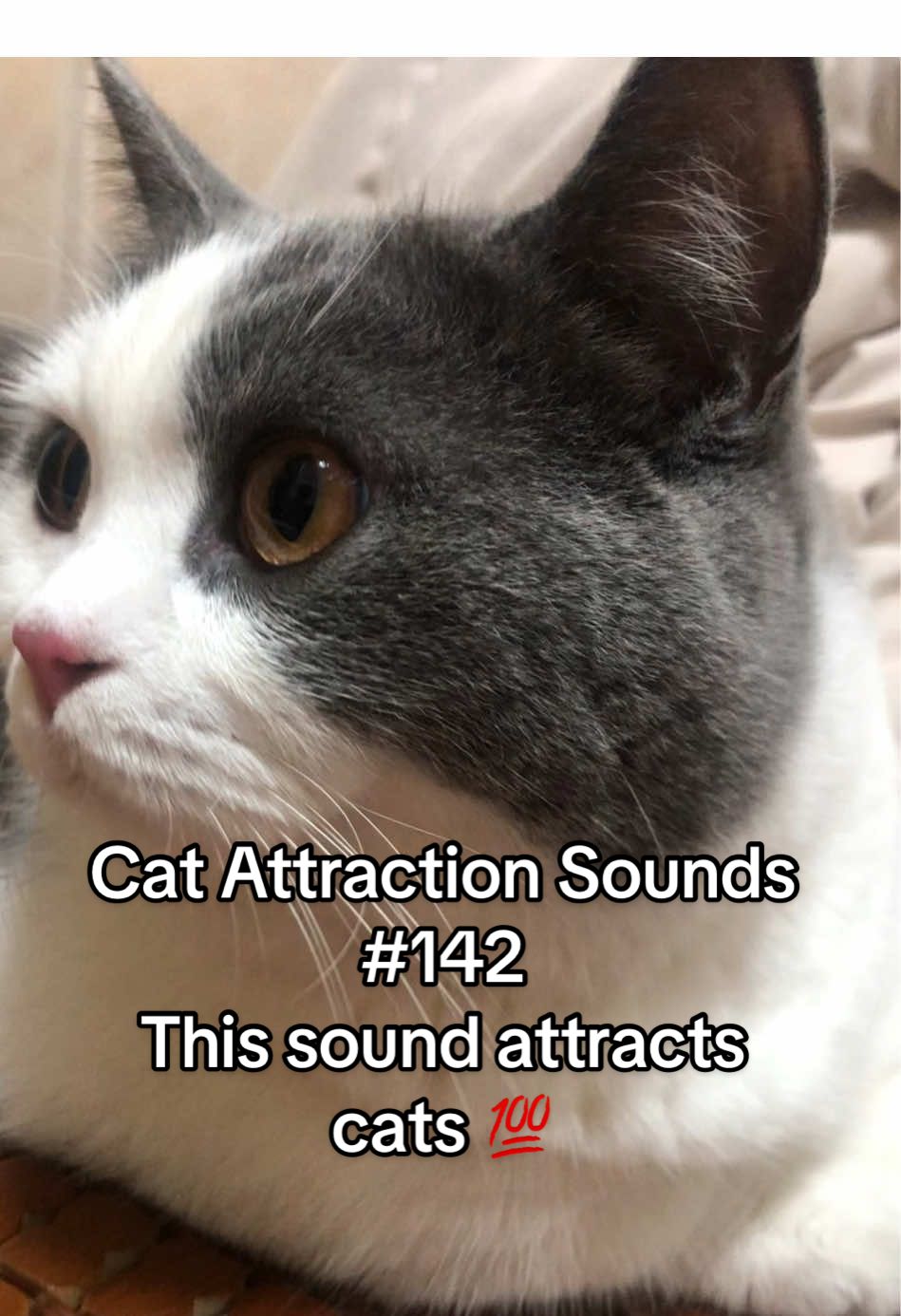 Play this sound to attract your cat 🐱🎶 #fyp#catsoftiktok#catsounds#catsong#meow#catnoises#catcalling#catreaction#kitty#creatosearchinsights