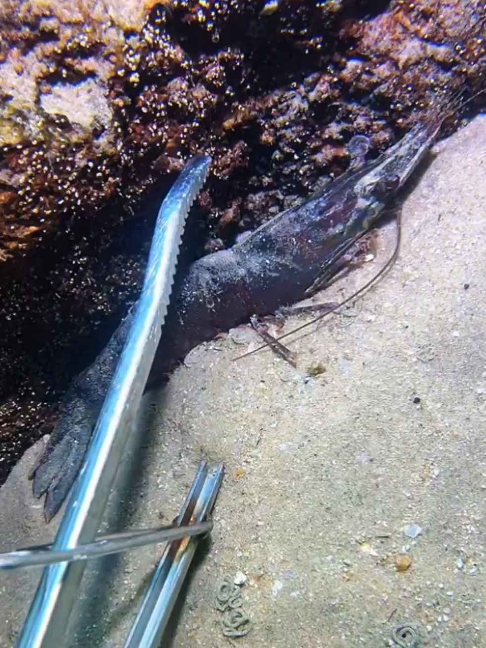 #diving #crab #catchthesea #seaside #seafood 