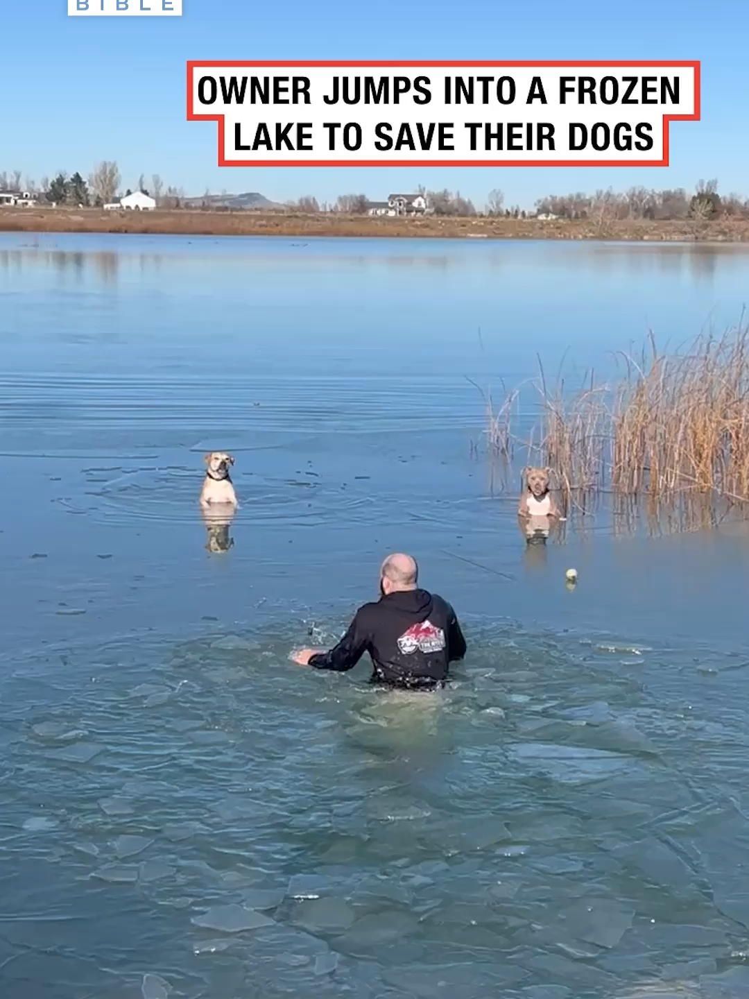 Hero 👏❤️ (🎥: ViralHog) #ladbible #wholesome #pets #dogsoftiktok #animals #rescue