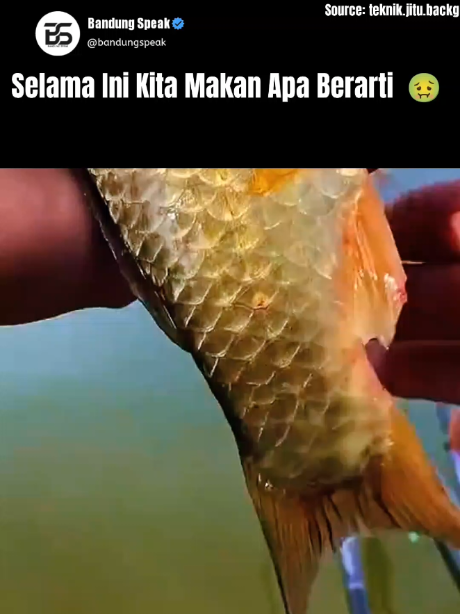 Video yang beredar menunjukkan ekor ikan yang tampak renyah, ternyata menyimpan “topping” alami yang bikin banyak orang terkejut: cacing-cacing kecil diam-diam menempel.  Fenomena ini membuat netizen penasaran sekaligus geli. Beberapa menyebut ini bukti bahwa tidak semua yang tampak lezat itu aman untuk langsung disantap. #ikan #viral #fyp #parasit #hewan 