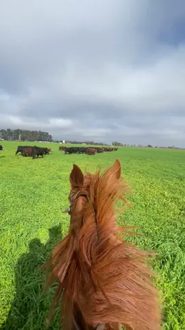 Ig:enzo_mohamad #campoargentino🌱🌾🌻🐮🐂 #argentina🇦🇷 #hacienda #gauchoinfluencer #campo 