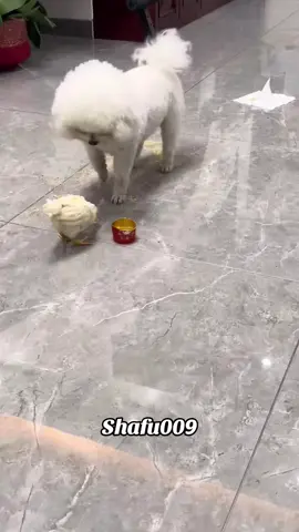 #粉丝一千万#dog#funny#foryou#fyp