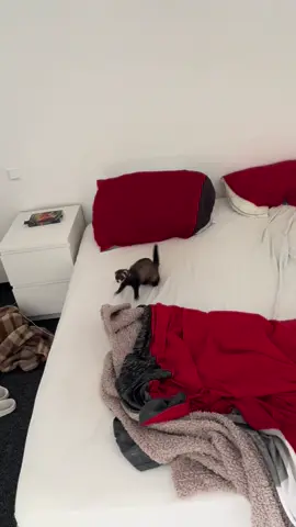No ferrets were harmed in this video🙈 #ferret #fret #fyp #dooking #cute 