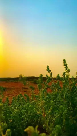 جفني شيبا شهل المصيبا 😞#تصويري 