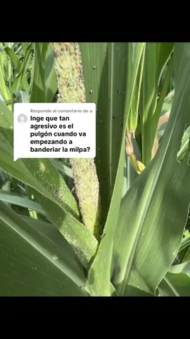 Respuesta a @a en una infestación alta puede afectar la producción de polen y por lo cual puede ser fatal a tu producción #maiz 