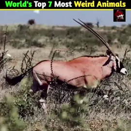 World's top 7 weird animals 😱|  #amazingfacts #facts  #viralfacts  #interestingfacts 