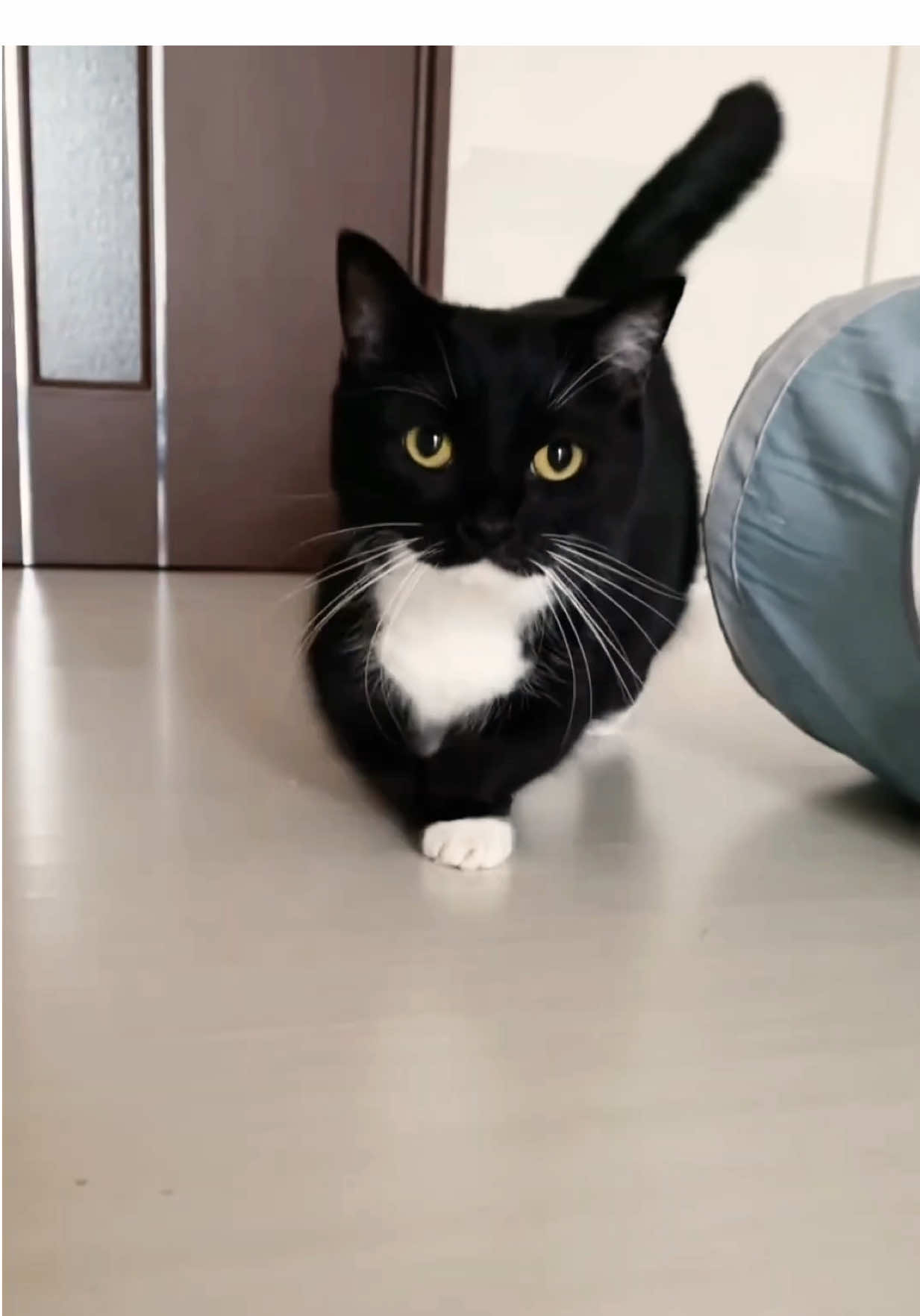 Uni and his cute little paws 😭 #catsoftiktok #memecat #silly #kitten #cutecat 