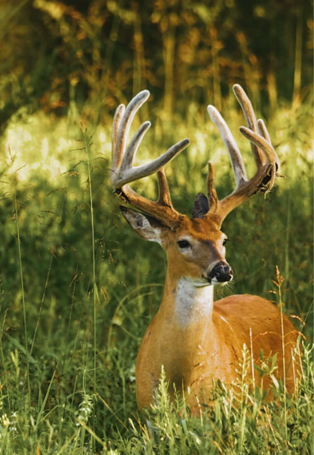 Nights like this>>> @BuckVentures  #whitetaildeer #bigbuck #fyp #trending #deerhunting 