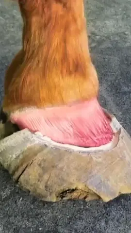 Pitiful 🐴😭#horse #asmr #animalsoftiktok  #satisfying #farriersoftiktok 