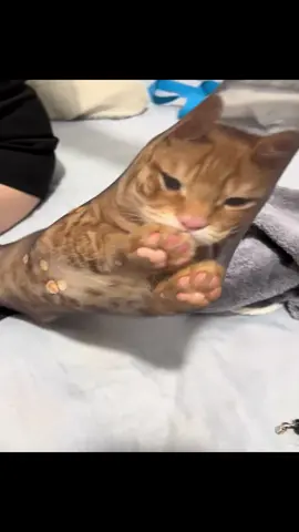 stupid cat.#cats #cattok #catsoftiktok #fyp #funny 