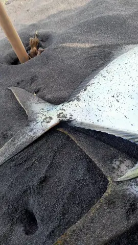umume kancane🤭 #pantaiselatan #surffishing #mancingpasiran #pasiran