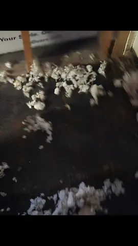 DOGS BEING DOGS