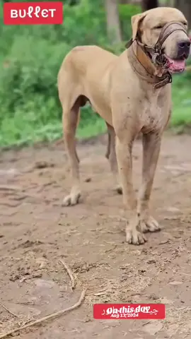 #videoviral #bullishokeen #bullykuttalovers #foryoupage❤️❤️ #dogsoftiktok 