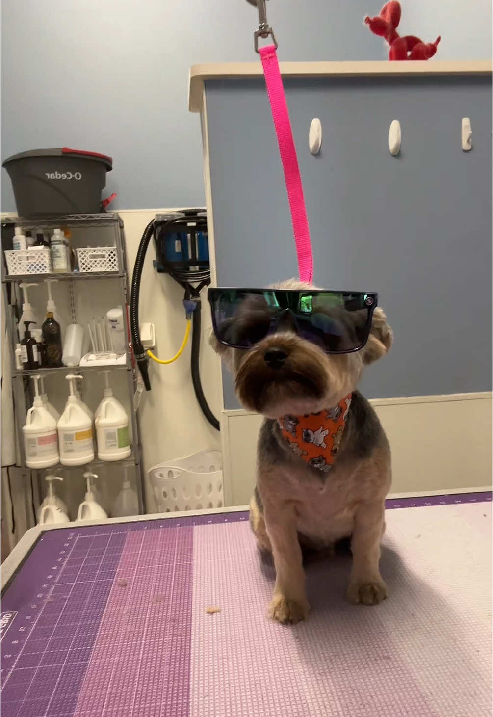 He’s a pretty cool guy😎 #doggroomer #blenderseyewear @Blenders #grooming 
