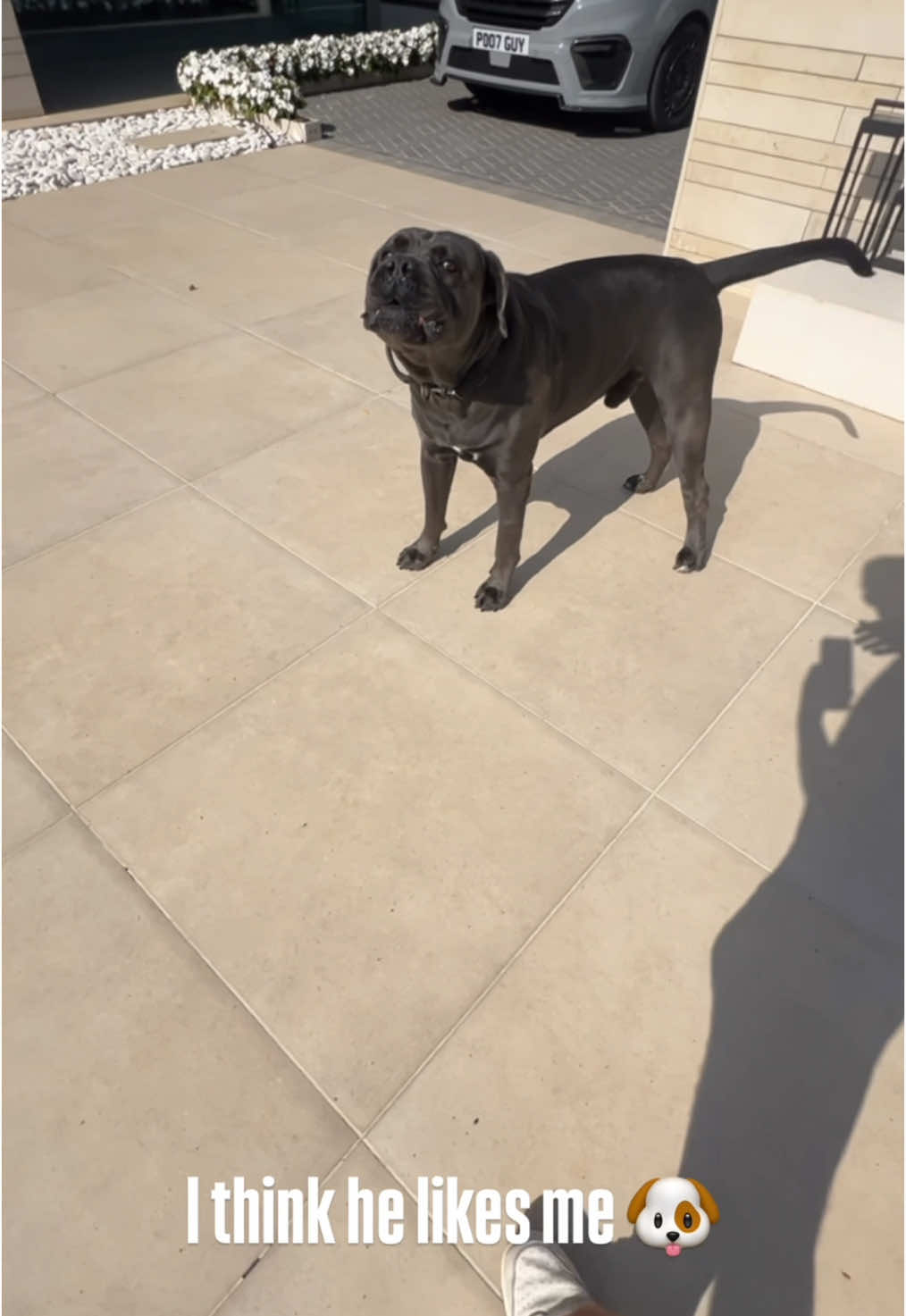 I think the dog likes me 🐶 #thep00lguy #hollayaboy #oddlysatisfying #satisfying 