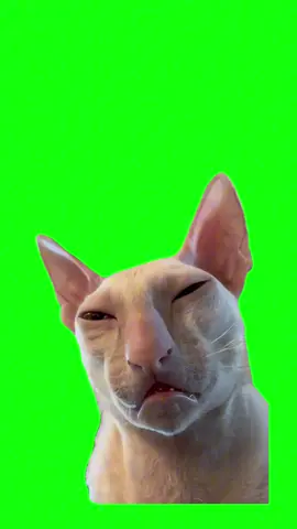 Sleep cat Meme Green Screen  Get this video in 4K with our app: GreenScreenMemes.app — now on iOS 📲 #memes #memesdaily #greenscreen #fyp #meme 